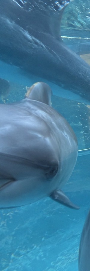 Dolphin's View of Women in Glass Aquarium — image generated with a GPT Image 2.5 prompt